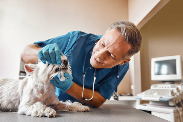 Best Emergency Wisdom Teeth Removal in Bunker Hill, OR